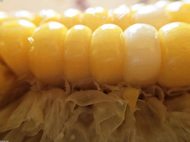 Air Fryer Corn on the Cob (2026 Viral Recipe)